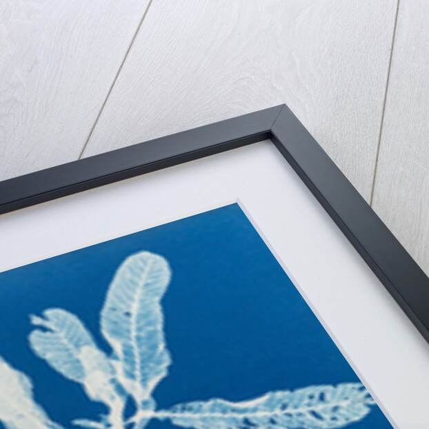 Sea beech by Anna Atkins