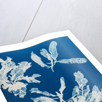 Sea beech by Anna Atkins