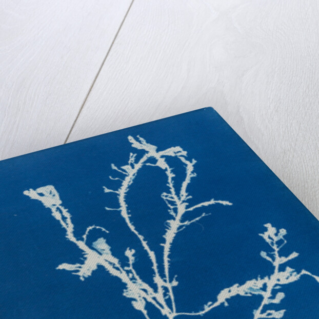 Sea beech by Anna Atkins