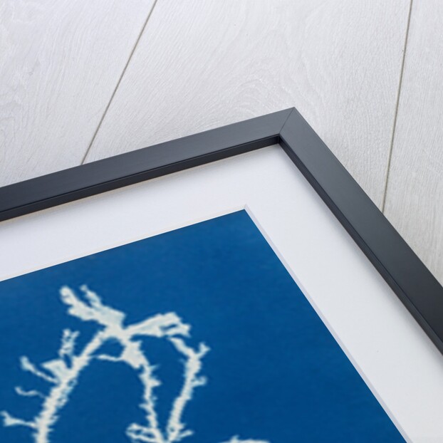 Sea beech by Anna Atkins