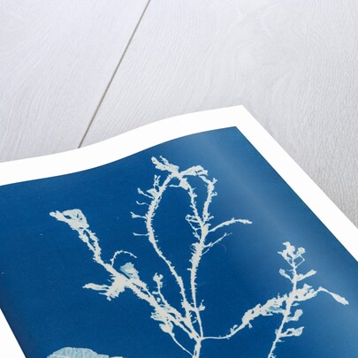 Sea beech by Anna Atkins