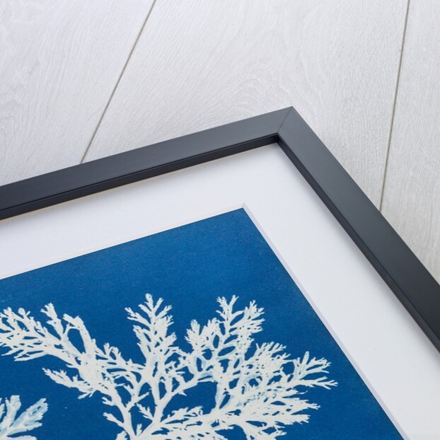 Delesseria alata by Anna Atkins