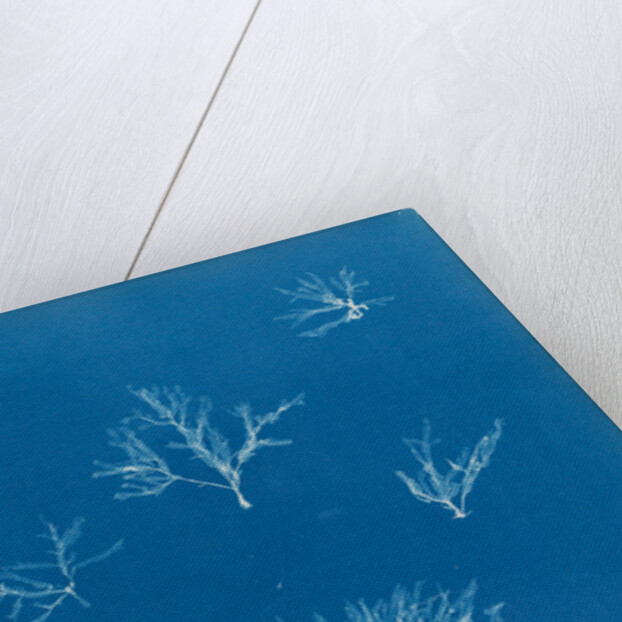 Delesseria hypoglossum in fruit by Anna Atkins