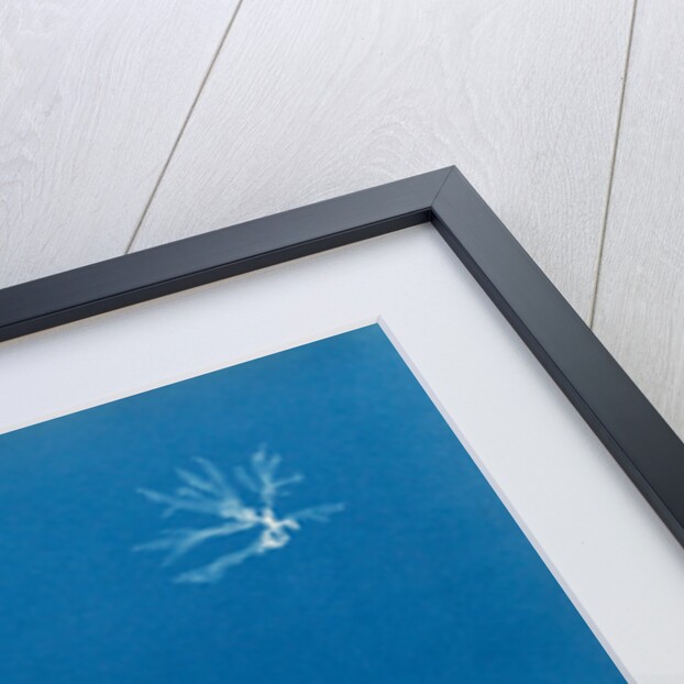 Delesseria hypoglossum in fruit by Anna Atkins