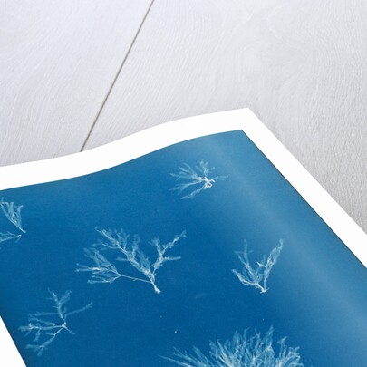 Delesseria hypoglossum in fruit by Anna Atkins