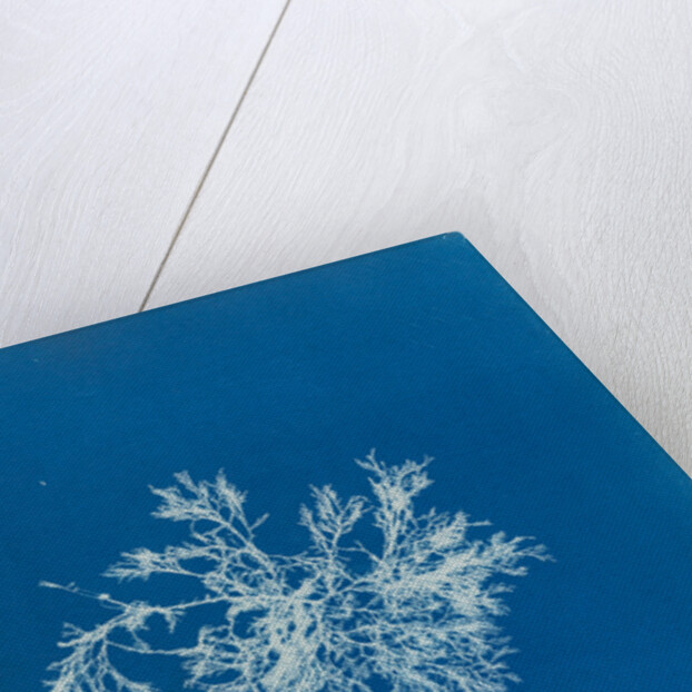 Delesseria angustissima by Anna Atkins