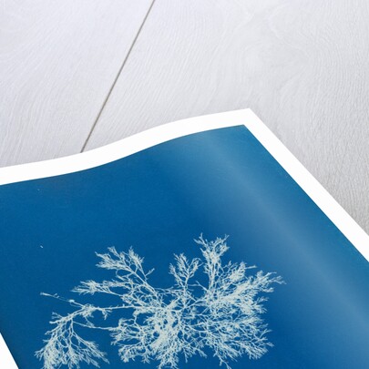 Delesseria angustissima by Anna Atkins