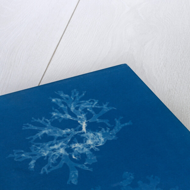 Nitophyllum punctatum & acellatum by Anna Atkins