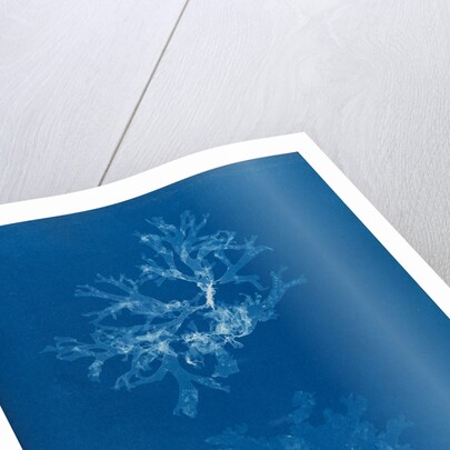 Nitophyllum punctatum & acellatum by Anna Atkins