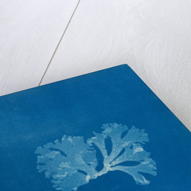 Spotted scarf weed by Anna Atkins