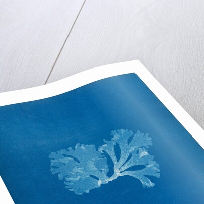 Spotted scarf weed by Anna Atkins