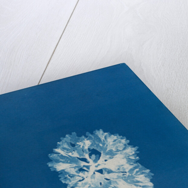 Nitophyllum bonnemaisoni by Anna Atkins