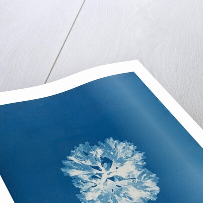 Nitophyllum bonnemaisoni by Anna Atkins