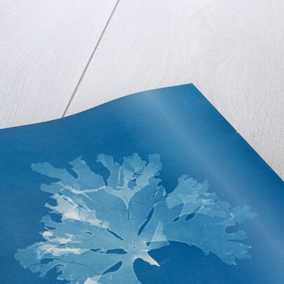 Nitophyllum gmeleni by Anna Atkins