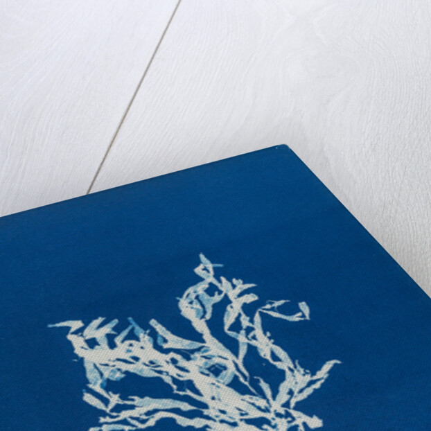 Rhodomenia bifida by Anna Atkins