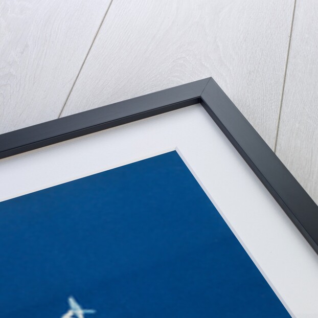 Rhodomenia bifida by Anna Atkins