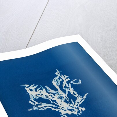 Rhodomenia bifida by Anna Atkins