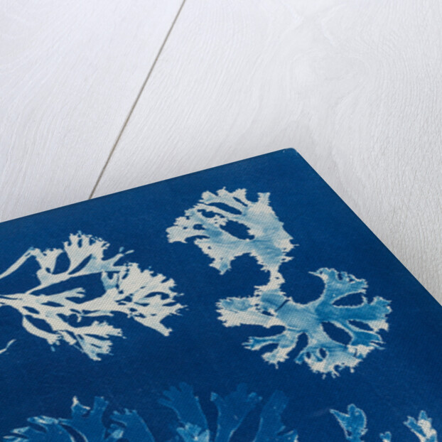 Rhodomenia Laciniata by Anna Atkins