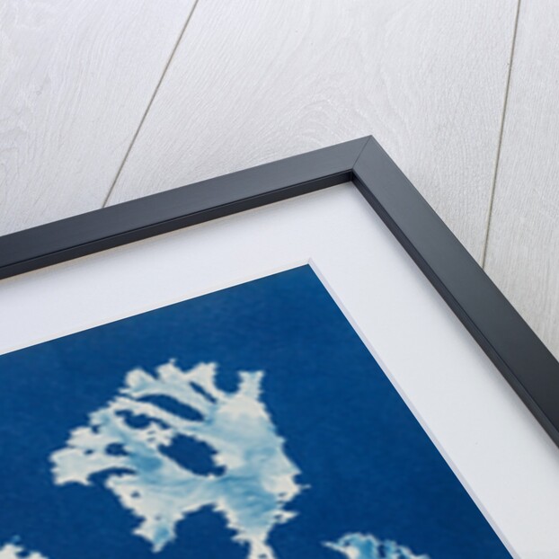 Rhodomenia Laciniata by Anna Atkins