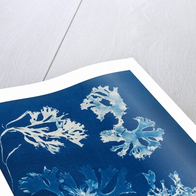 Rhodomenia Laciniata by Anna Atkins