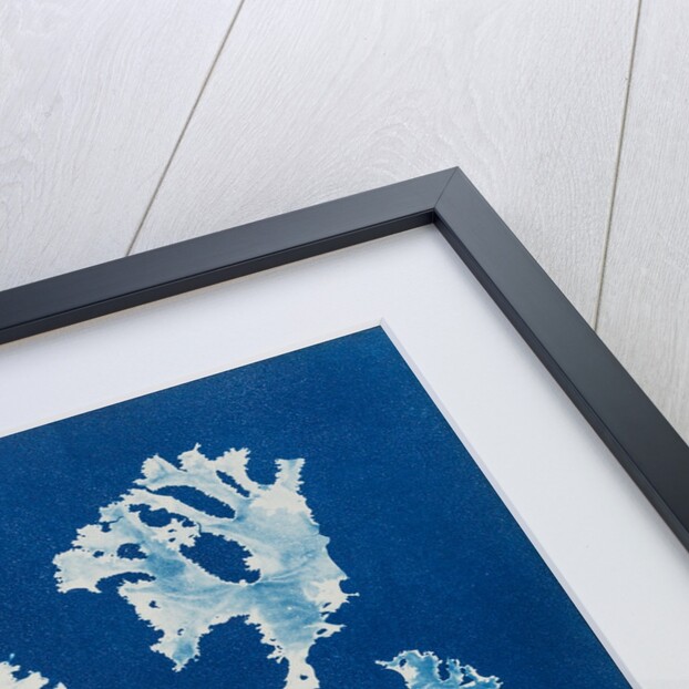 Rhodomenia Laciniata by Anna Atkins