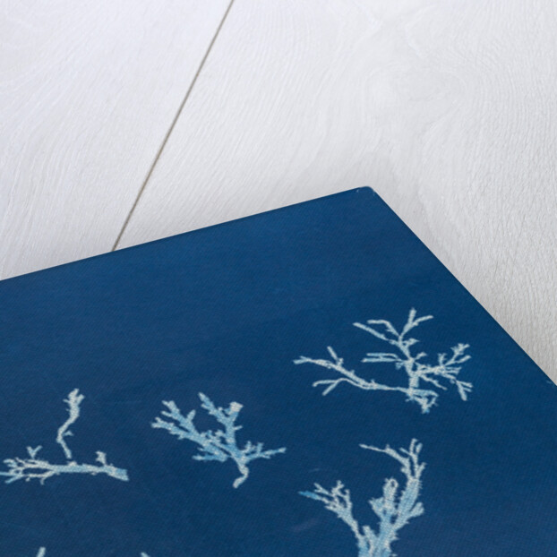 Rhodomenia polycarpa by Anna Atkins