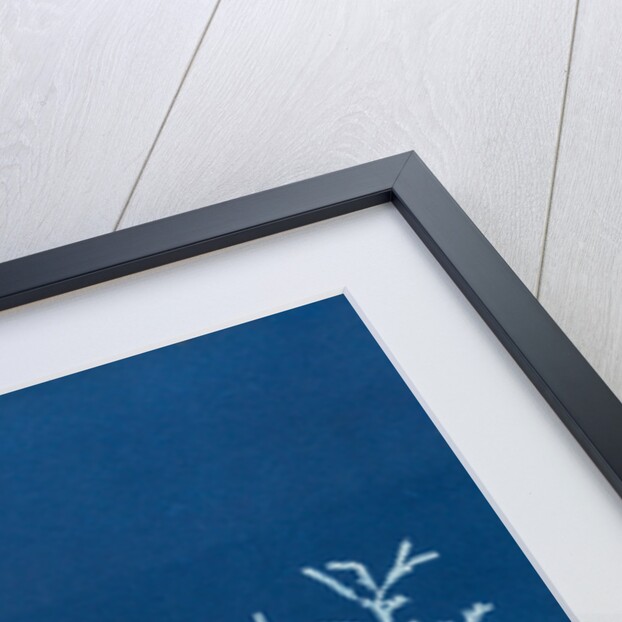 Rhodomenia polycarpa by Anna Atkins