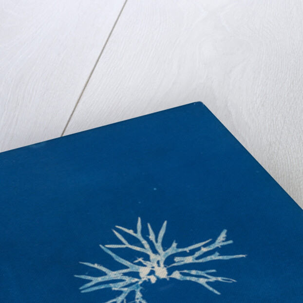 Rhodmenia palmetta by Anna Atkins