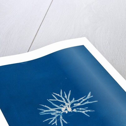 Rhodmenia palmetta by Anna Atkins