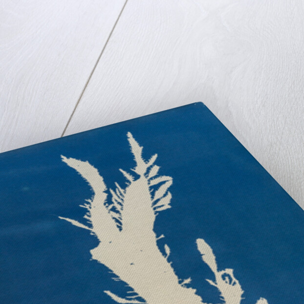 Red fringed weed by Anna Atkins