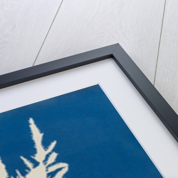 Red fringed weed by Anna Atkins