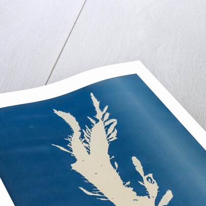 Red fringed weed by Anna Atkins