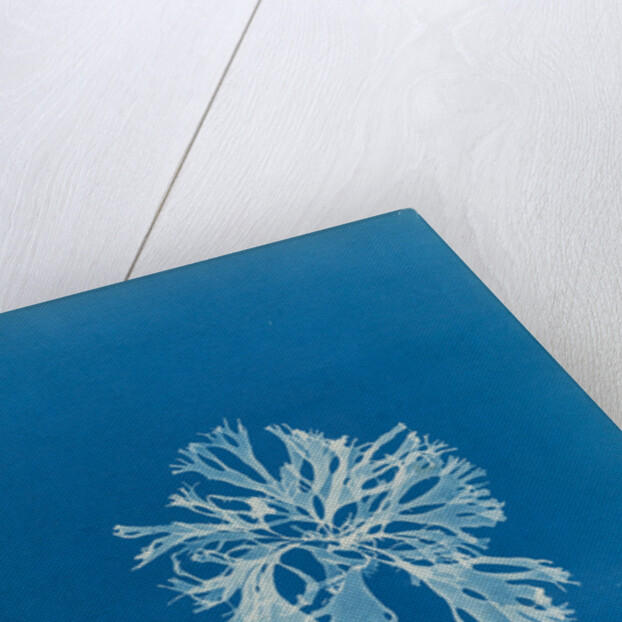 Rhodymenia sobolifera by Anna Atkins