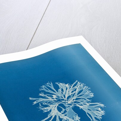 Rhodymenia sobolifera by Anna Atkins