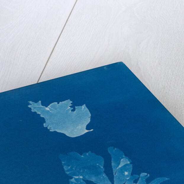 Rhodymenia reniformis by Anna Atkins