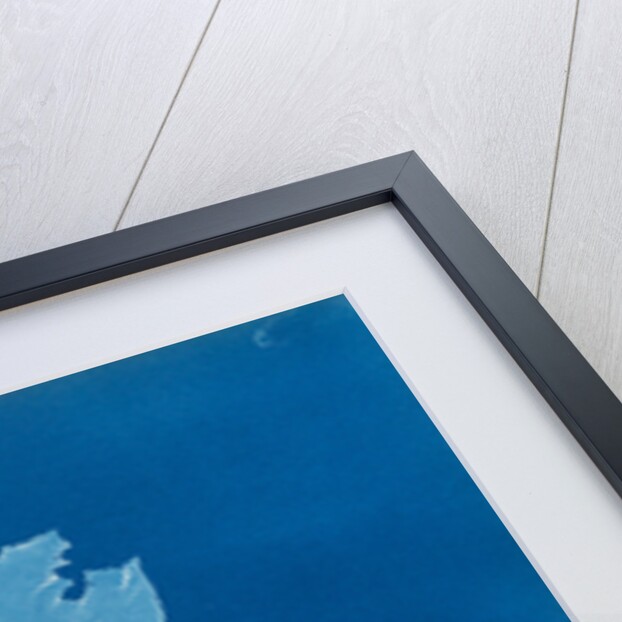 Rhodymenia reniformis by Anna Atkins