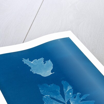 Rhodymenia reniformis by Anna Atkins