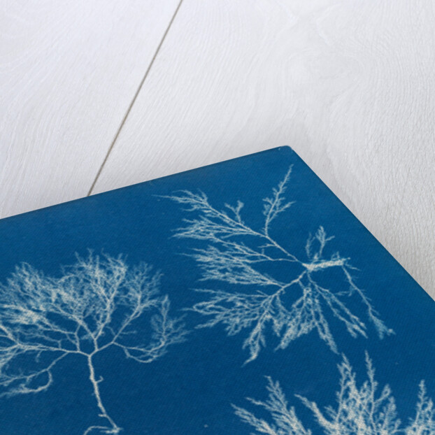 Cockscomb by Anna Atkins