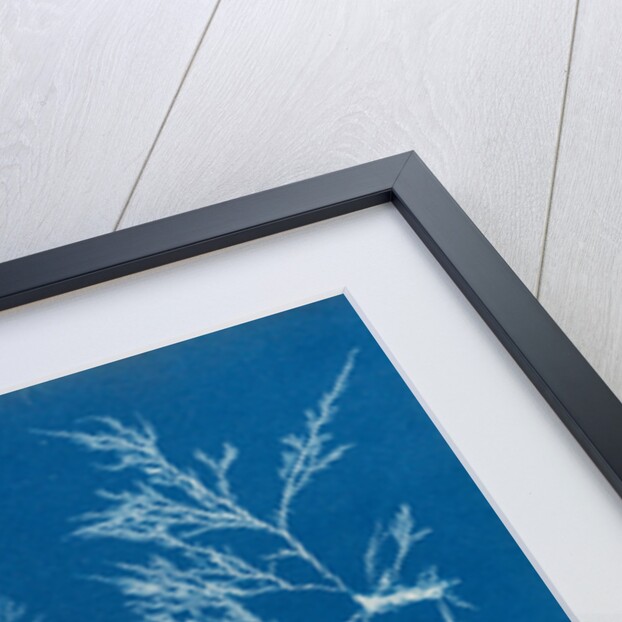 Cockscomb by Anna Atkins