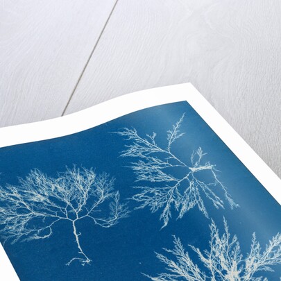 Cockscomb by Anna Atkins