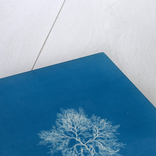 Cockscomb by Anna Atkins