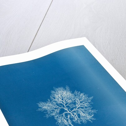 Cockscomb by Anna Atkins