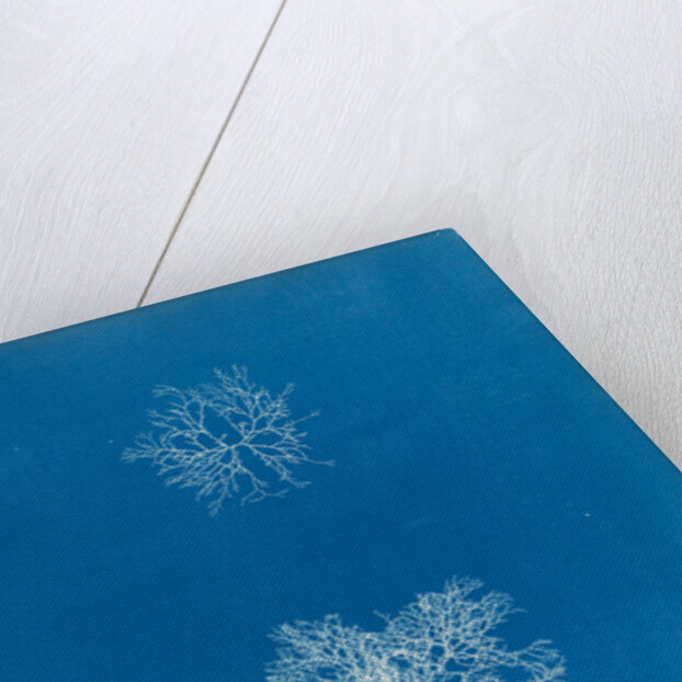 Microcladia glandulosa by Anna Atkins