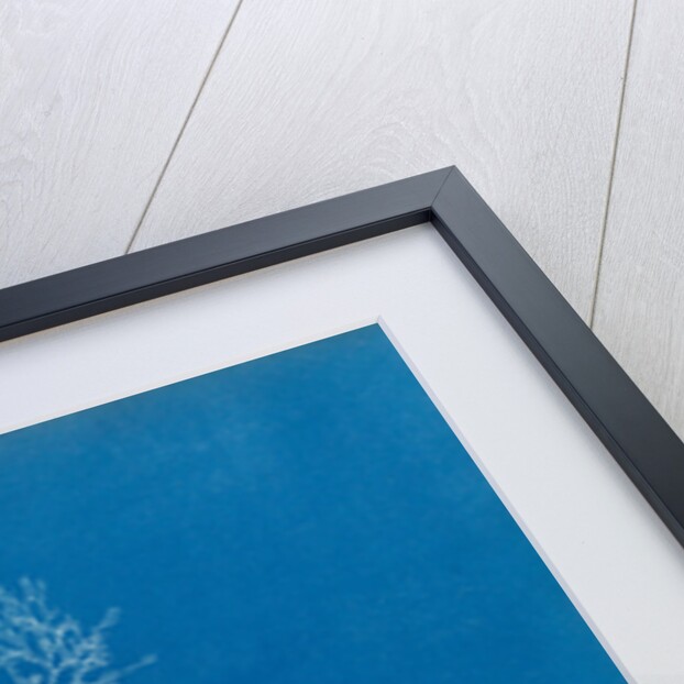 Microcladia glandulosa by Anna Atkins