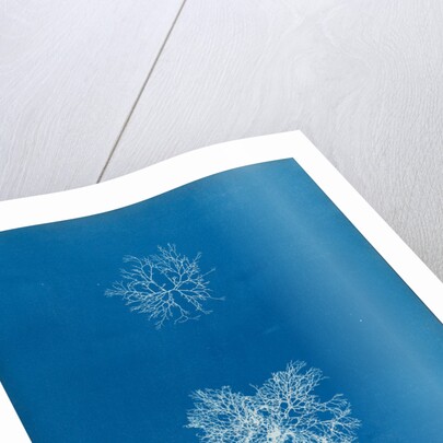 Microcladia glandulosa by Anna Atkins