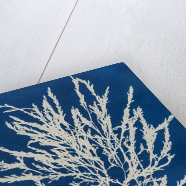 Odonthalia dentata by Anna Atkins