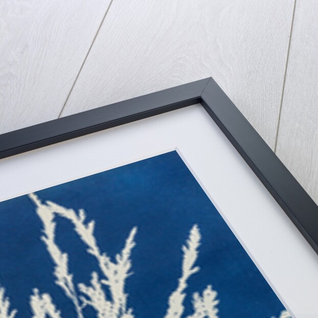 Odonthalia dentata by Anna Atkins