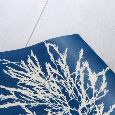 Odonthalia dentata by Anna Atkins