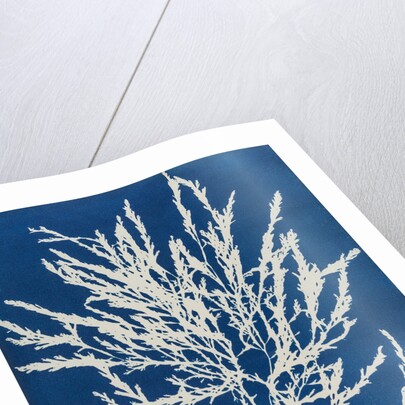 Odonthalia dentata by Anna Atkins