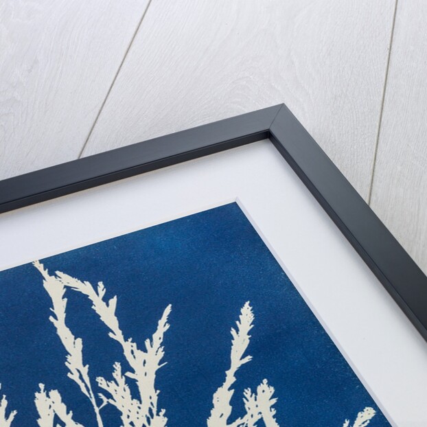 Odonthalia dentata by Anna Atkins